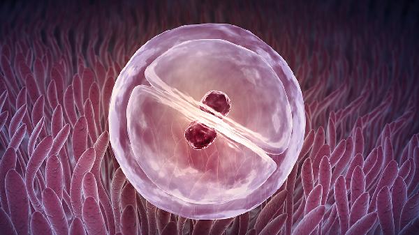 女人一个月排几个卵子