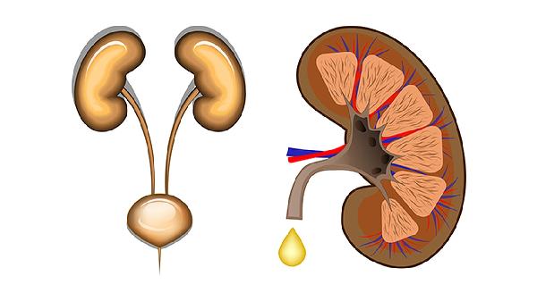 乳癌复发的四个原因分别是什么