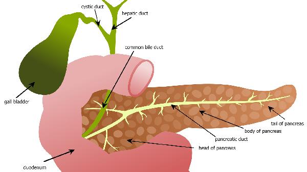 什么是胆源性慢性胰腺炎 胆源性慢性胰腺炎的四症状介绍