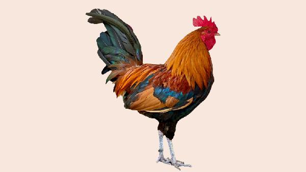 用土方法一觉睡到天亮拜公鸡能一觉到天明吗