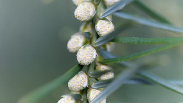 高三学生中午睡不着吃什么调理