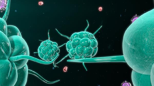 hpv病毒怎么才能彻底清除吃什么食物