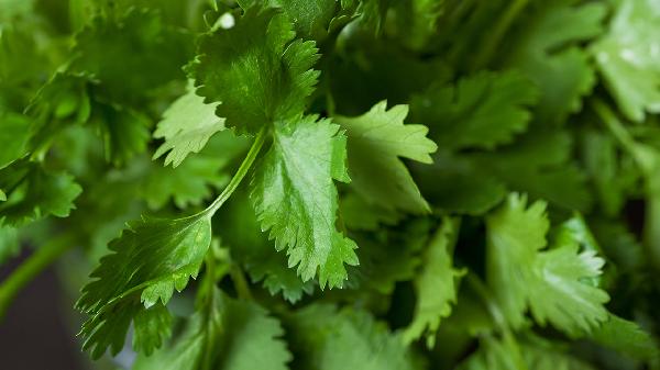 香菜放冰箱冷藏还是冷冻好