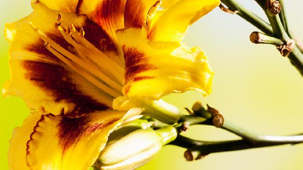 新鲜黄花菜怎样去除毒素残留呢