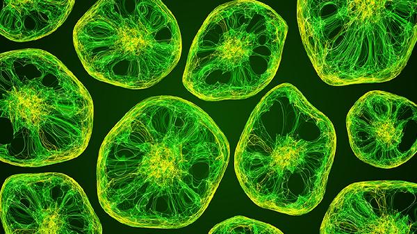 人乳头瘤病毒hpv52型阳性严重吗