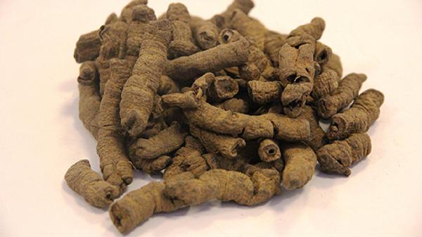 巴戟天泡水喝一次放几根