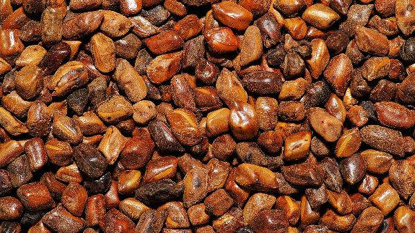 经常喝荷叶决明子茶好吗