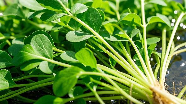 西洋菜的10大功效是什么