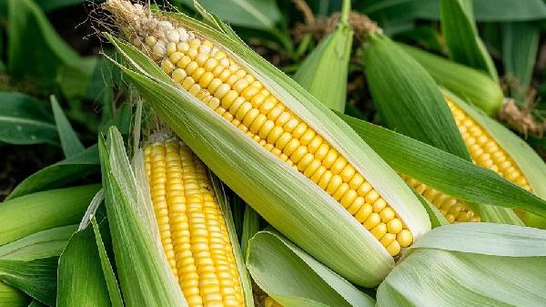 玉米施肥的最佳时间和方法