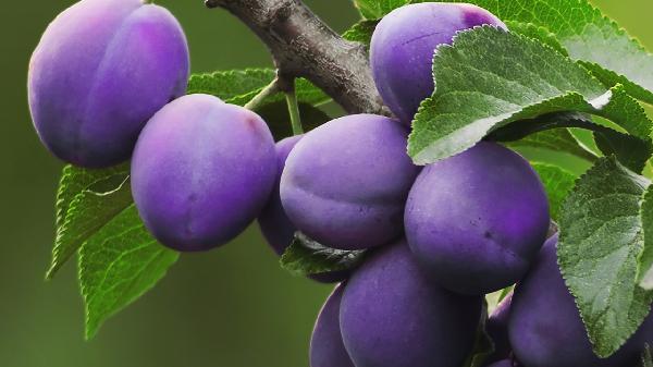 高血压不能吃的食物和水果有哪些