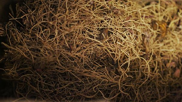 哪些根茎类食物容易消化