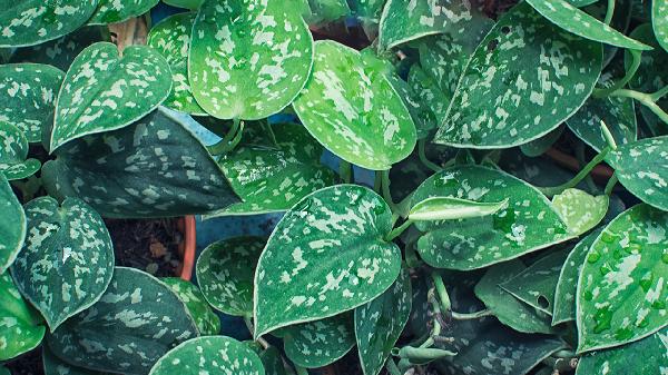 植物果蔬饮料减肥健康吗
