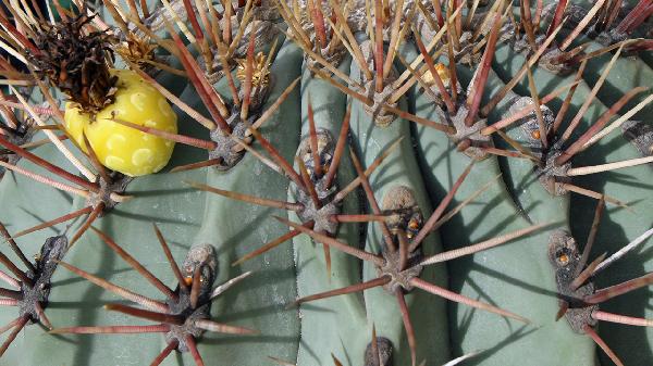简述根茎类药材的储存条件有哪些