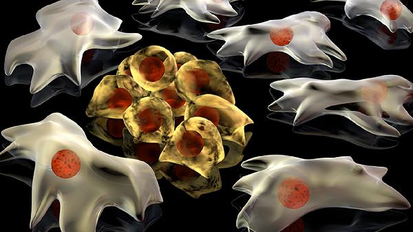 嗜碱性粒细胞计数偏高说明什么