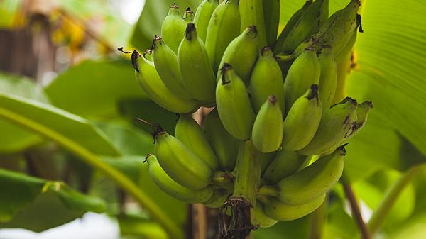 香蕉和橘子哪個(gè)糖分高