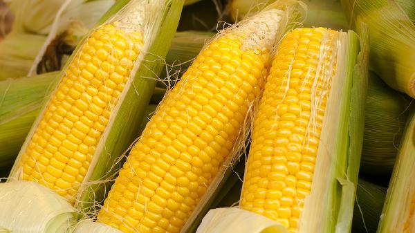 玉米施肥用什么肥料好