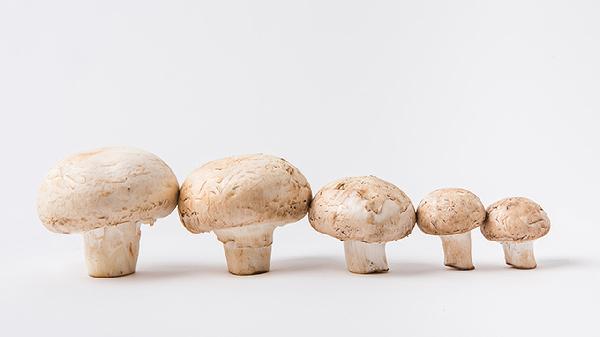 新鲜的蘑菇可以冷冻吗