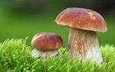 新鮮蘑菇怎么曬干保存不會(huì)壞