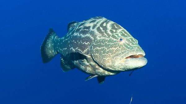 竖鳞病最佳治疗方法鱼