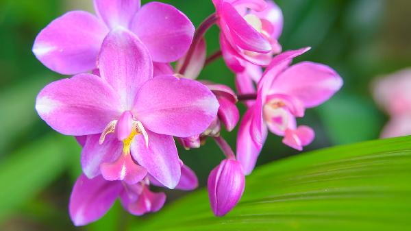 白芨与黄芪煎水治胃炎吗