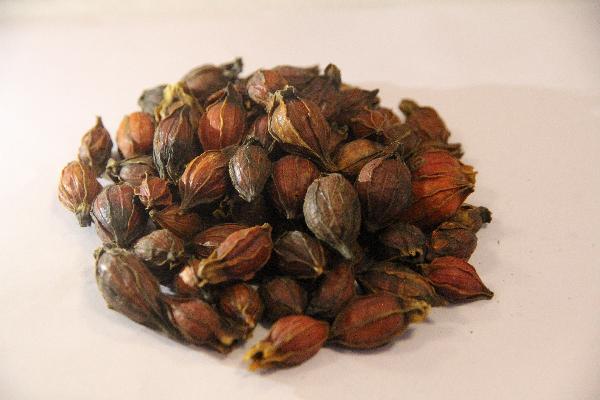 帮助治疗鼻塞的3种中医药膳方剂 治疗鼻塞的中药材