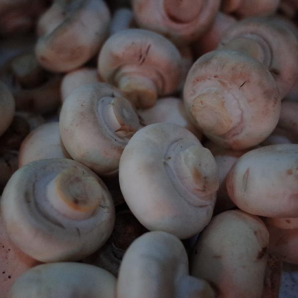 怎么辨别野生蘑菇和野生菌