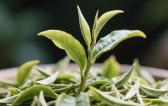 如何清理茶濾網(wǎng)茶漬