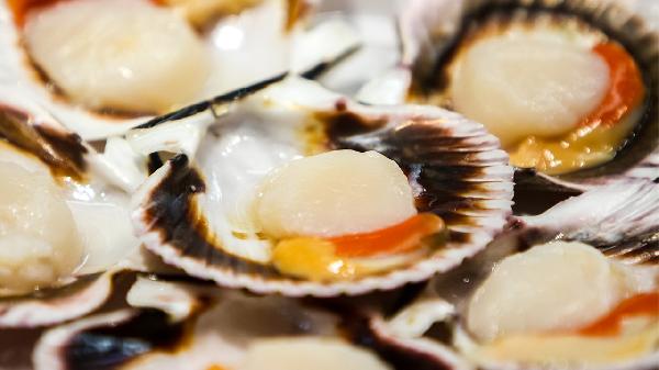 冷冻扇贝肉如何清理和烹饪