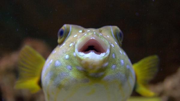 怎么清蒸魚不腥又入味呢