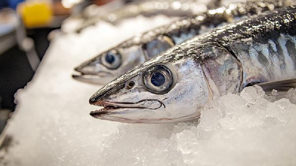 清蒸魚(yú)哪一種魚(yú)比較好