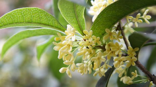 男性長(zhǎng)時(shí)間喝桂花的害處