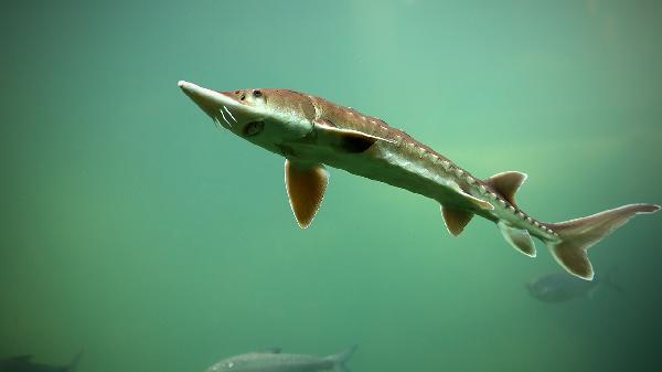 什么東西軟化魚刺最快土辦法