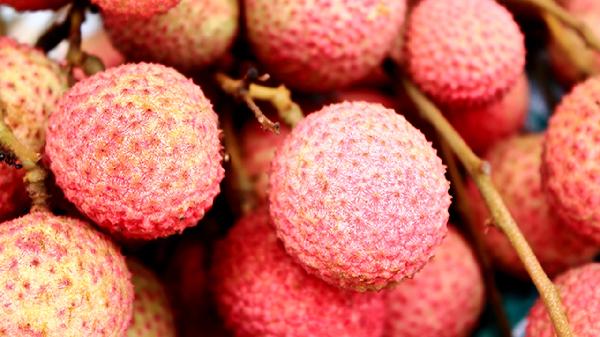 新鲜荔枝能冰冻吗