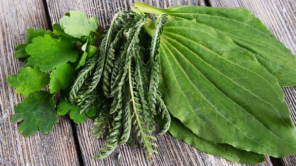 痛风喝车前草有效果吗