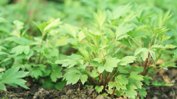 艾草可以治感冒吗 艾草能去感冒吗