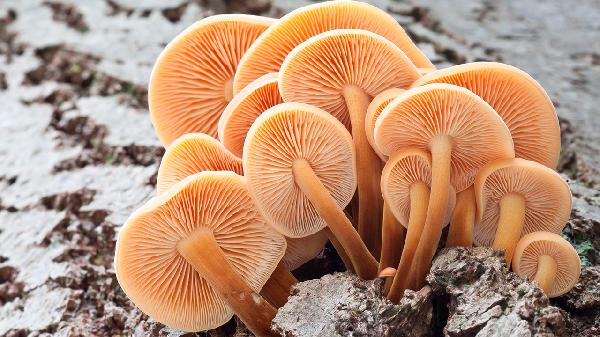 鸡油菌怎么做汤好喝