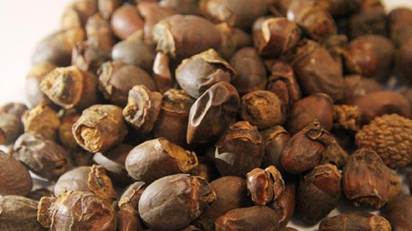 荔枝核的功效与配伍