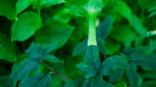 植物提取物多的化妆品对皮肤