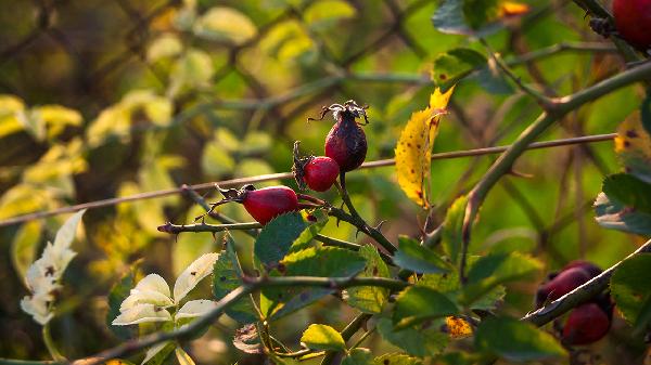 调理脾虚的最佳运动