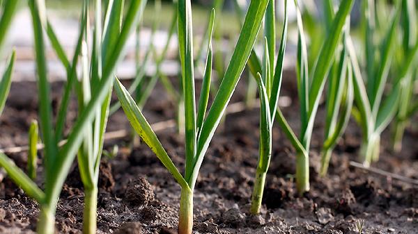 越吃越瘦12种食物