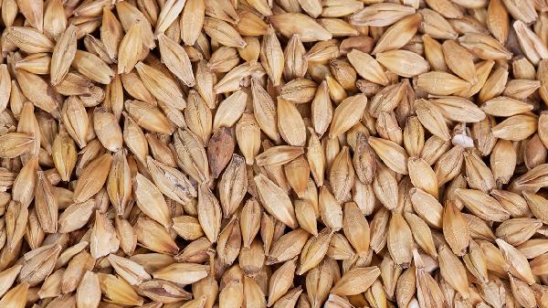 女性喝大麦茶的好处