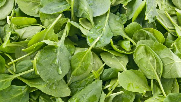 滋补肝肾最好的食物