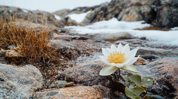 干雪莲花的正确泡法