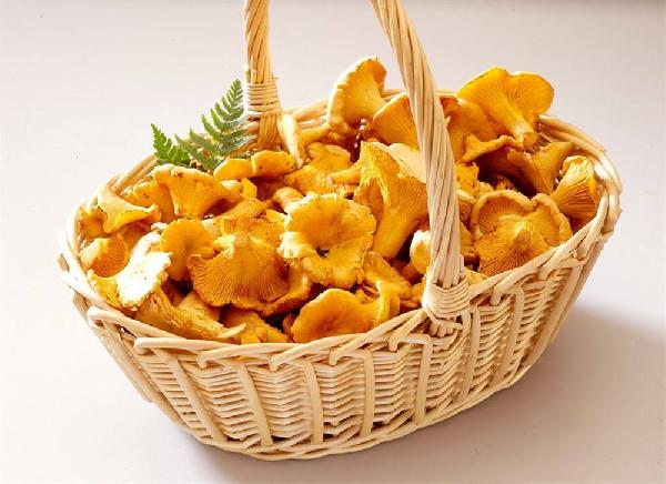 干鸡油菌怎么煲汤