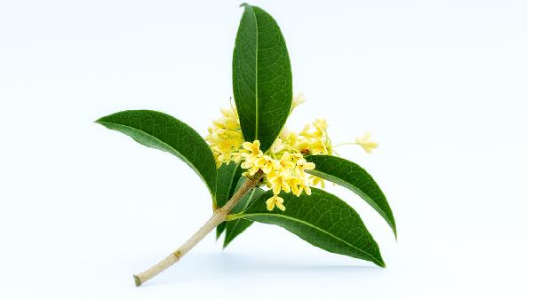 红花子是什么籽 红花籽是什么植物