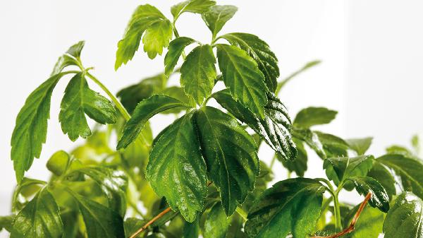 10大抗肿瘤中草药绞股蓝