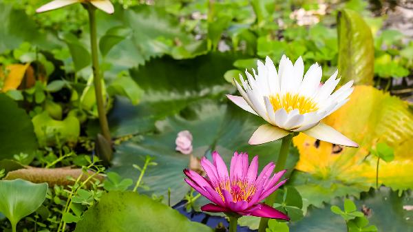 莲花晚上为什么会合起来