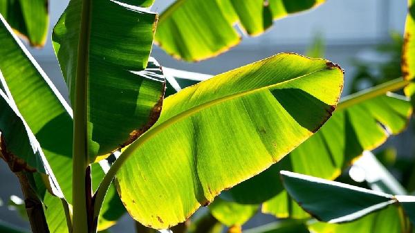 芭蕉是上火还是清火的 芭蕉的功能主治