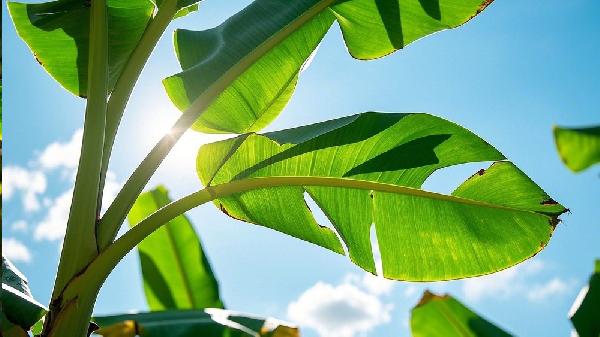 芭蕉上火还是香蕉上火