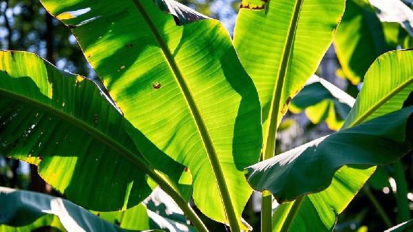 芭蕉是上火还是清火的 芭蕉去火还是上火